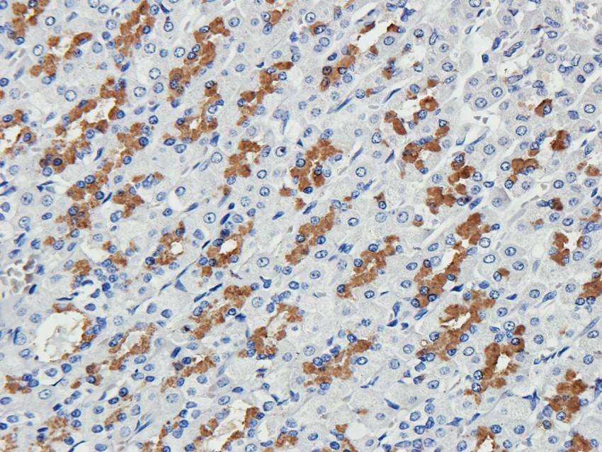 Cubilin antibody