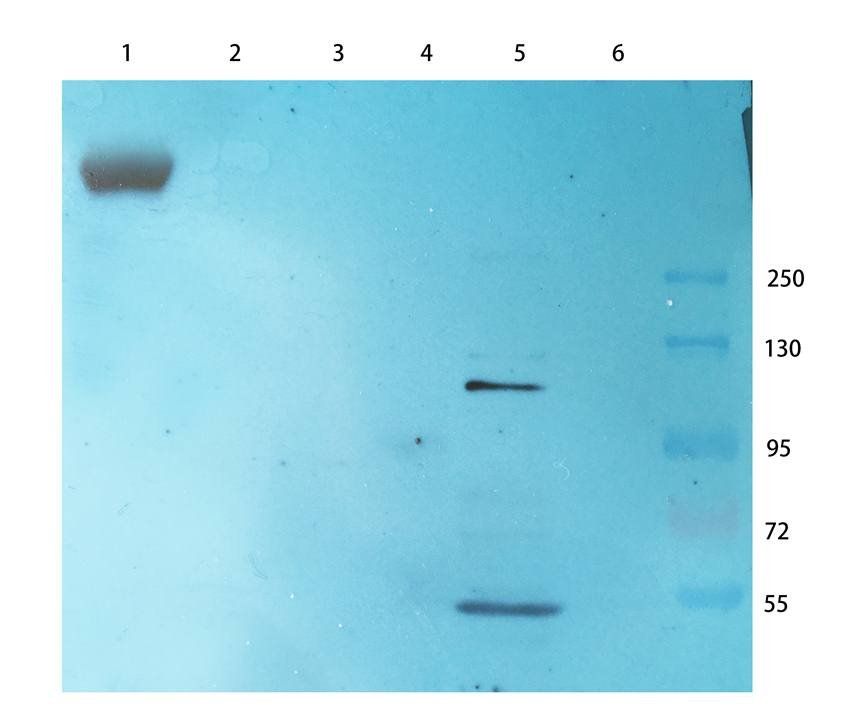 Cubilin antibody