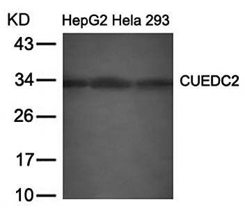 CUEDC2 Rabbit Polyclonal Antibody
