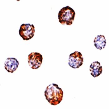 CUEDC2 Antibody