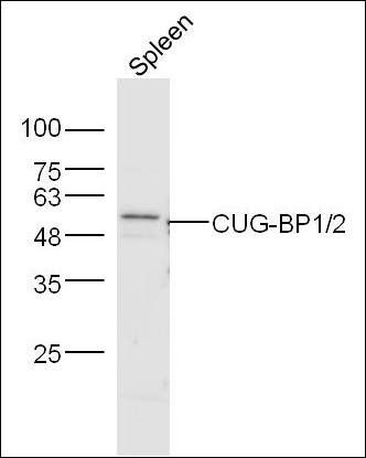 CUG-BP1/2 antibody