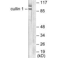 CUL1 antibody
