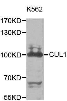 CUL1 antibody