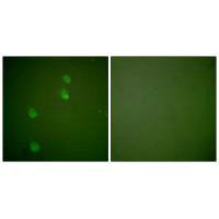 CUL2 Antibody