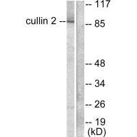 CUL2 antibody