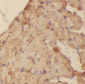 CUL4A antibody