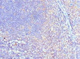 CUL5 Antibody