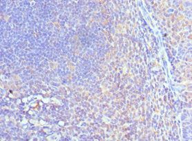 CUL5 antibody