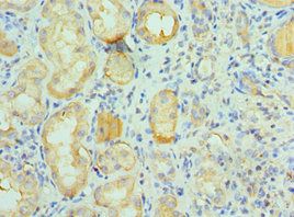 CUL5 Antibody