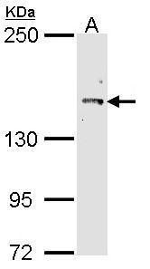 Cullin 7 antibody [C2C3], C-term