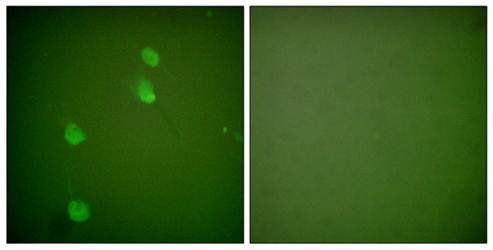 Cullin 2 Antibody