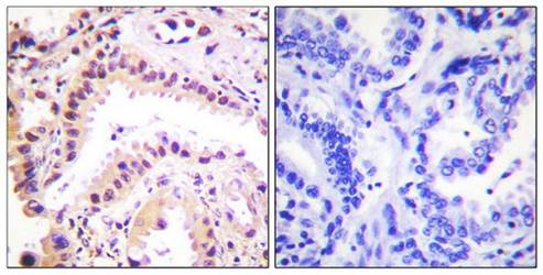 Cullin 2 Antibody