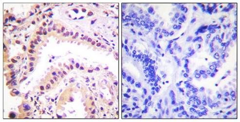 Cullin 2 antibody