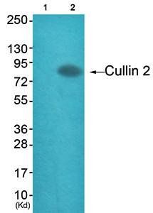 Cullin 2 antibody