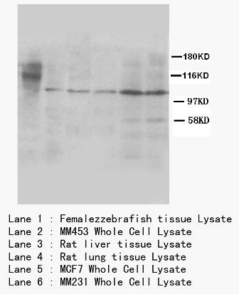 Anti-Cullin 4B/CUL4B Antibody