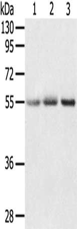 CWC27 antibody