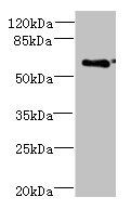 CWF19L1 antibody