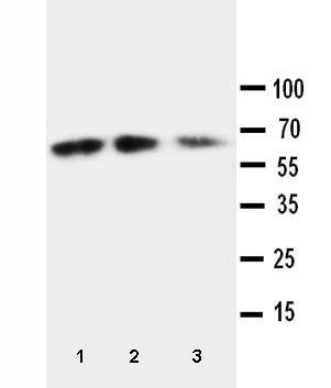 Fractalkine CX3CL1 Antibody