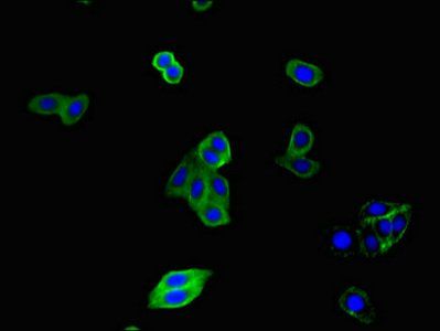 CX3CR1 Antibody