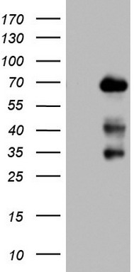 CXADR Antibody
