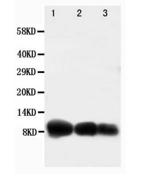 Anti-IP10/CXCL10 Antibody