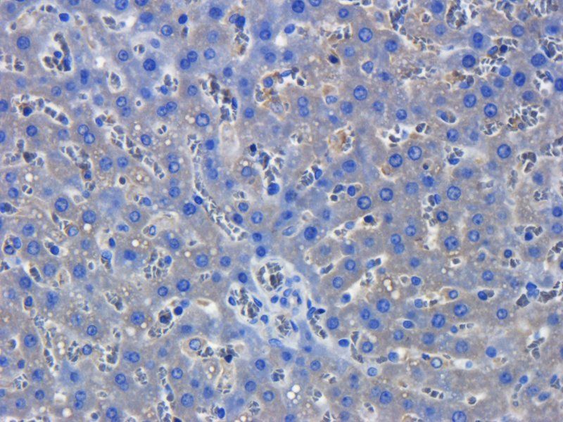 CXCL11 antibody