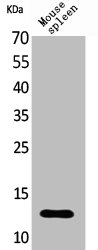 CXCL13 Antibody