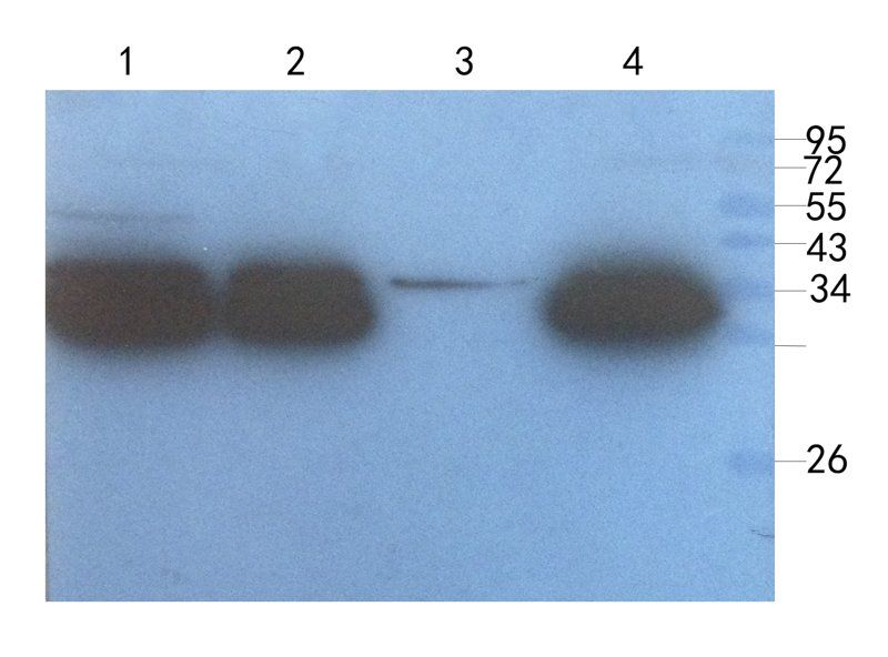 CXCL13 antibody