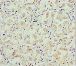 CXCL14 Antibody