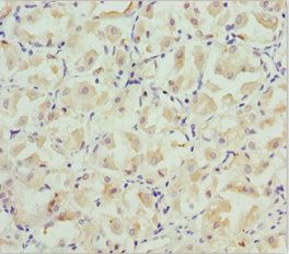 CXCL14 antibody