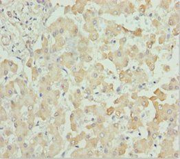 CXCL14 Antibody