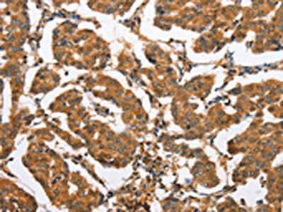 CXCL14 Antibody