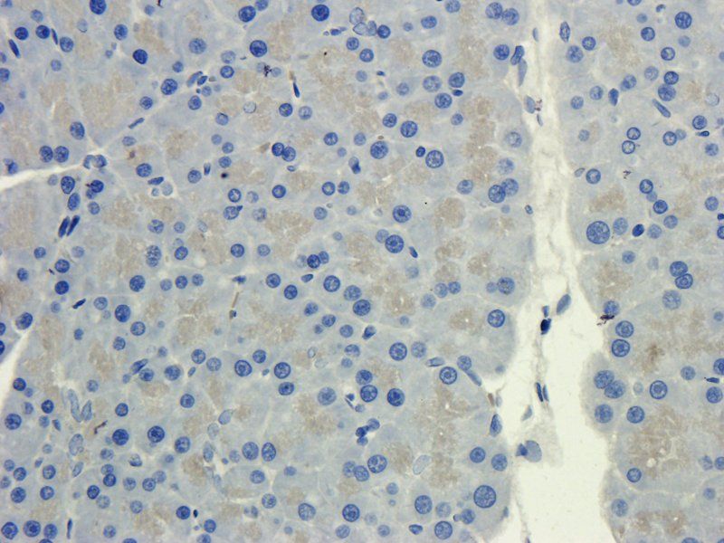 CXCL14 antibody