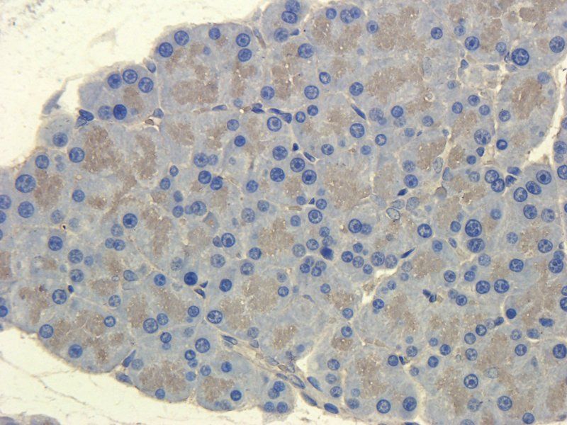 CXCL14 antibody