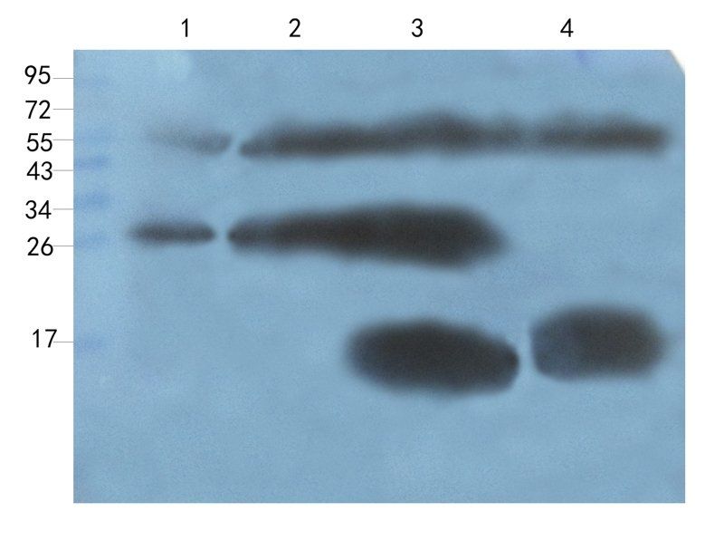 CXCL14 antibody