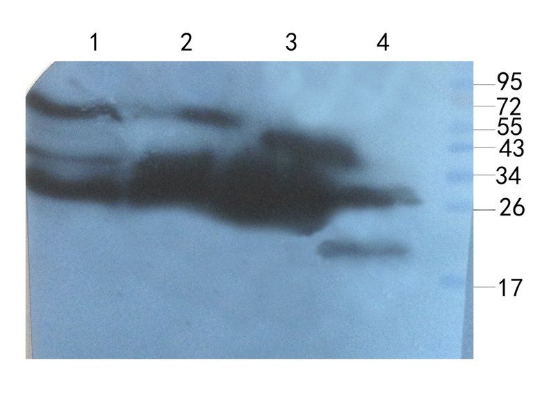 CXCL14 antibody