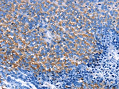 CXCL3 Antibody