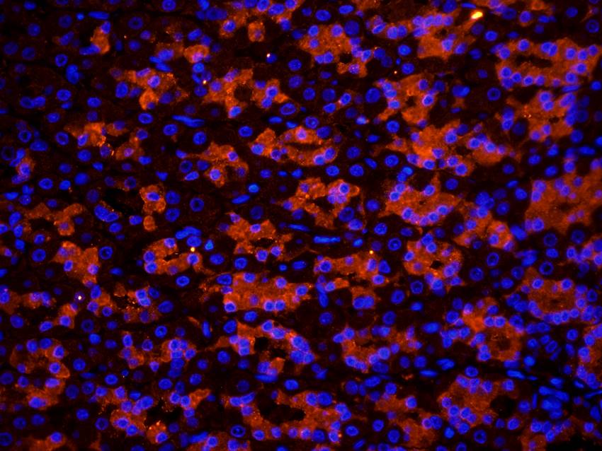 CXCL5 antibody