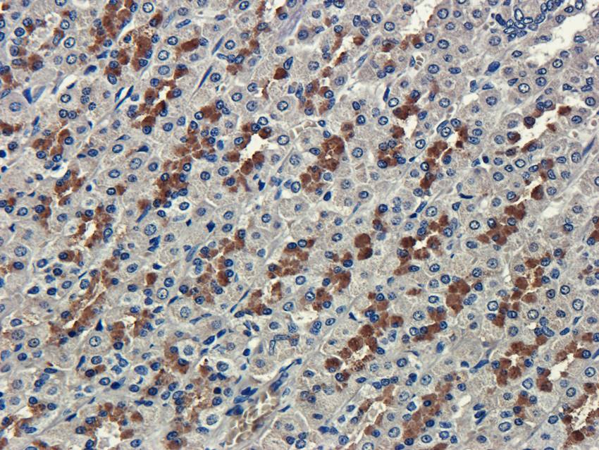 CXCL5 antibody