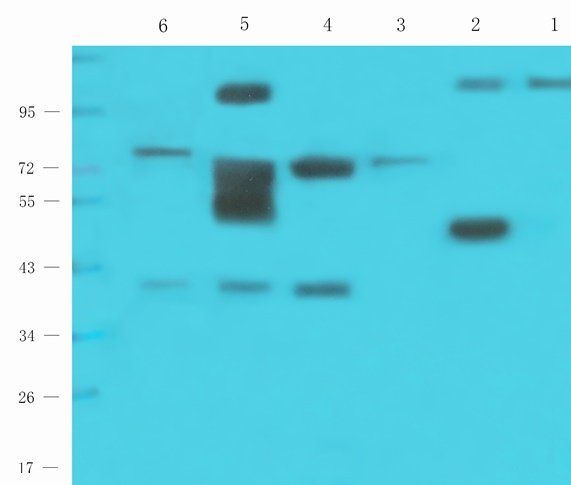 CXCR1 antibody