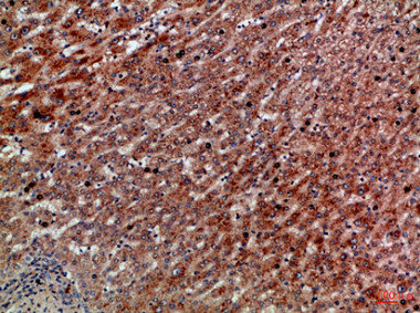 CXCR1 antibody