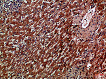 CXCR1 Antibody