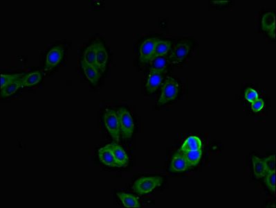 CXCR2 antibody