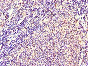 CXCR2 Antibody