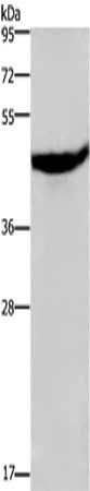 CXCR2 Antibody