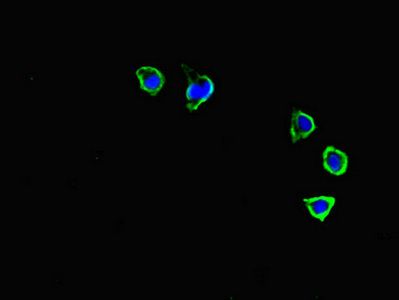 CXCR3 Antibody