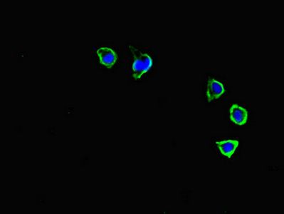 CXCR3 antibody