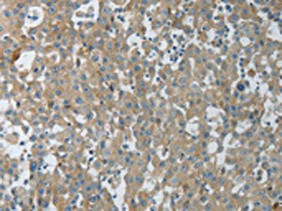 CXCR3 Antibody