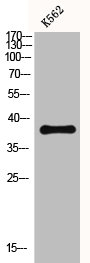 CXCR3 antibody