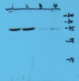 CXCR3 antibody